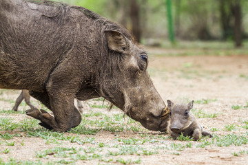 common warthog in Kruger National park, South Africa