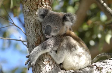 Papier Peint photo Autocollant Koala Koala dans la région de Port Stephens, NSW, Australie.