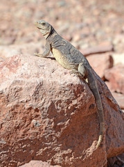 Chuckwalla lizard, native to the deserts of the southwest USA and Mexico