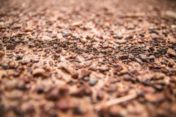 Termites team row and carry material selective focus
