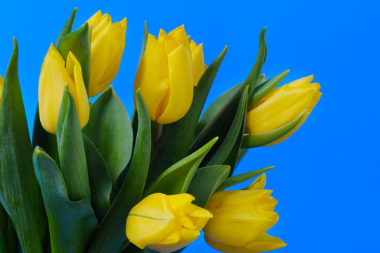 Yellow, fresh tulips are on a blue background.