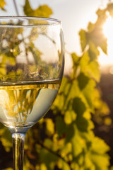 glass of wine in a vineyard