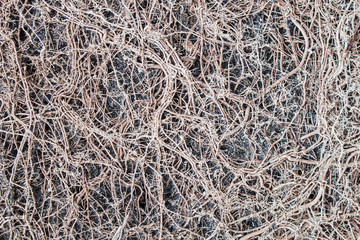The roots of plants grown in grazed mine. For a long time