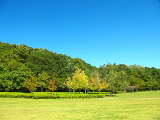 Fototapeta na wymiar 秋の公園風景