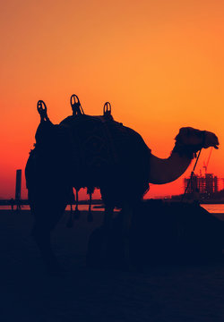 Dubai silhouette Camels