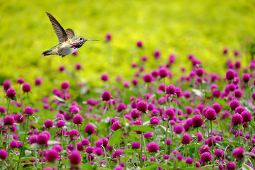 Hummingbird hovering next to red colored flowers