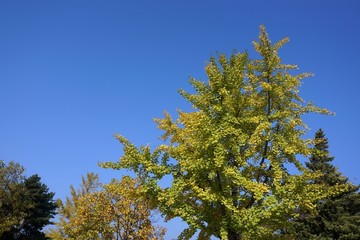 Fototapeta premium close up Ginkgo tree