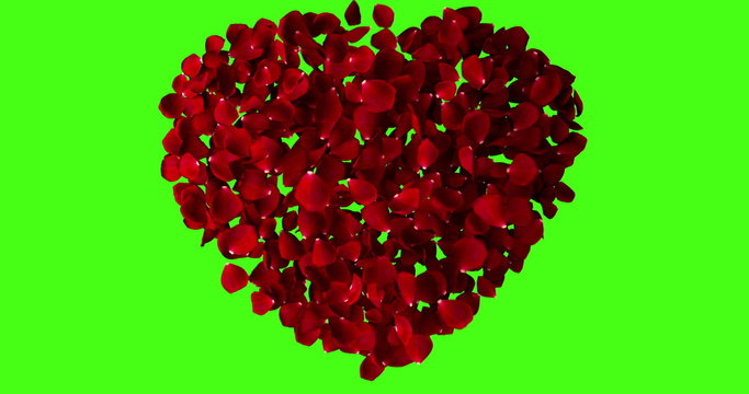 red heart of rose petals flying with vortex on chroma key, green screen background, love and valentine day concept