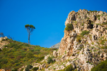 Lone tree and rocks near Malaga. Andalusia Mountain. Spain