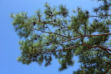 close up pine tree