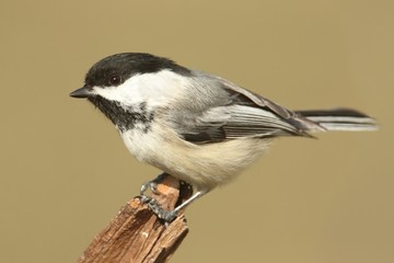 Obraz premium Bird On A Stump In Winter