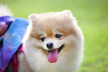 Pomeranian dog on the lawn