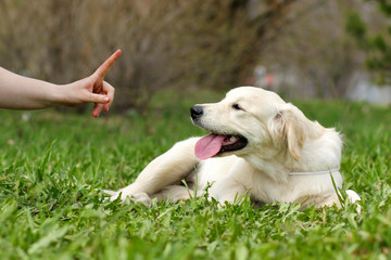 training a puppy