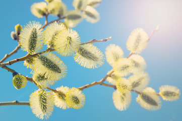 Spring bright background with pussy-willow branch with catkins