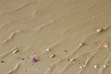 Fototapeta na wymiar Shell and sand