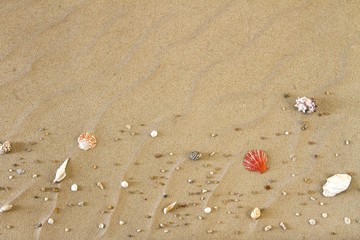 Shell and sand