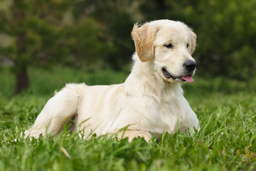 golden retriever puppy