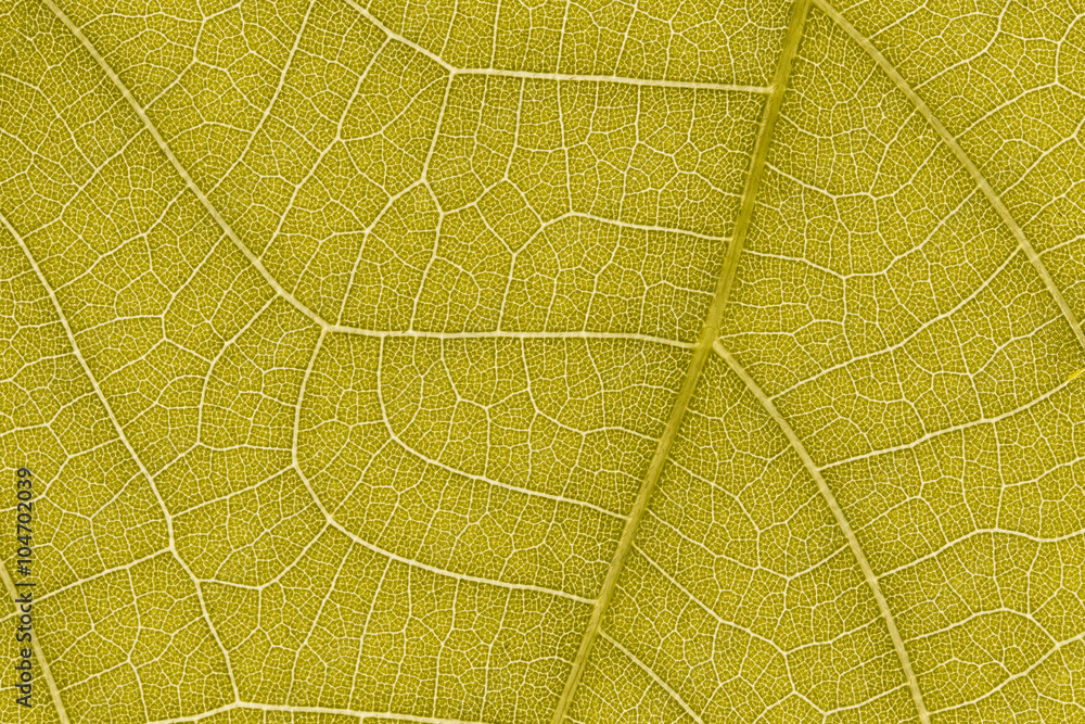Poster design on leaf texture for pattern and background