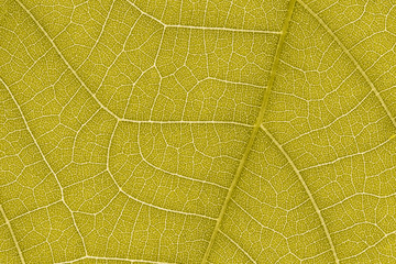 Design on leaf texture for pattern and background
