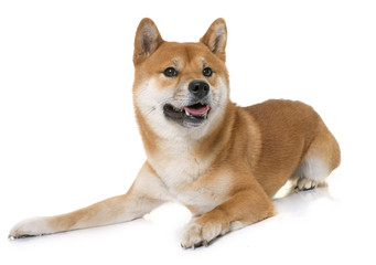 young shiba inu