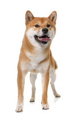 young shiba inu