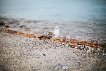 gull on a pebble beach