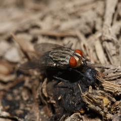 One fly flies around the waste