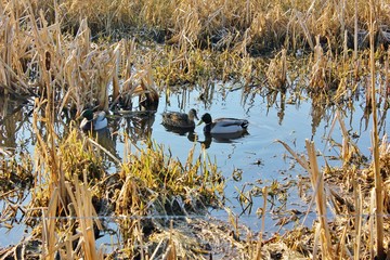 Ducks in the wetland