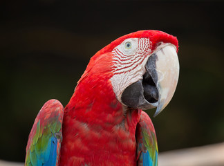 Red Macaw Parrot , close up