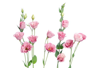 Beautiful pink eustoma flowers isolated on white background