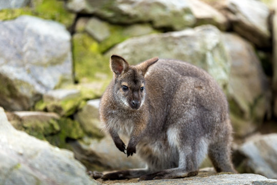 Closeup of a Red-necked Wallaby