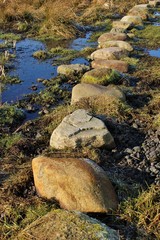 Stone track through the wetland