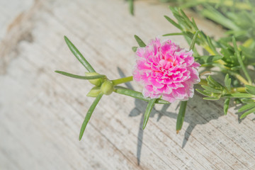 Portulaca grandiflora