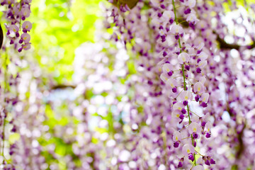 Fototapeta premium Wisteria