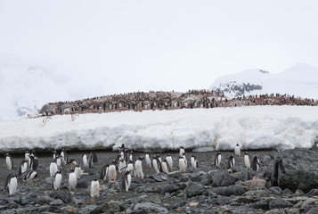 Gentoo Penguins at Paradise Harbour, Antarctica