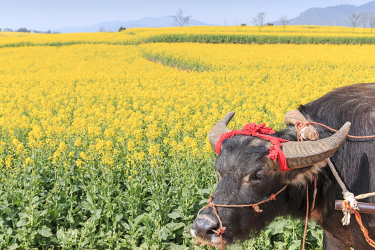 Water Buffalo In Luoping, Yunnan China