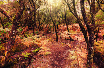 Forest in Madeira
