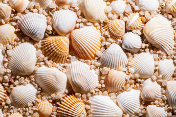 Seashells background