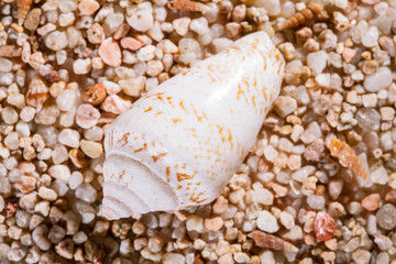 Seashells background