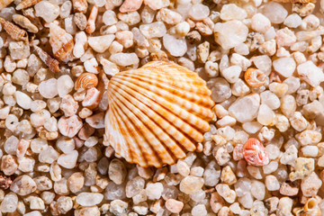 Seashells background