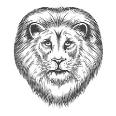Hand Drawn Lion Head