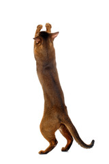 Playful Abyssinian Cat Standing on rear Legs, Raising up Paw