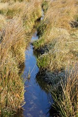 Small stream meandering through the wetland