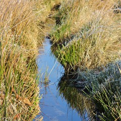 Small stream meandering through the wetland