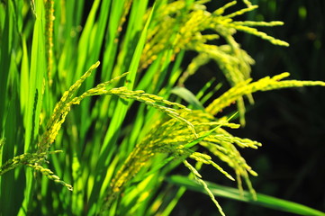 Rice Paddy Fields in Green Season