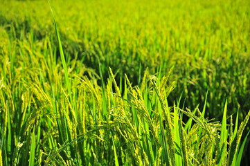 Rice Paddy Fields in Green Season