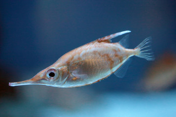 Closeup of a longspine snipefish