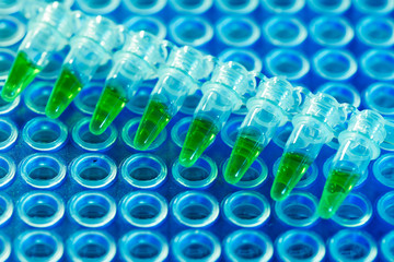 pcr analysis dna profiling