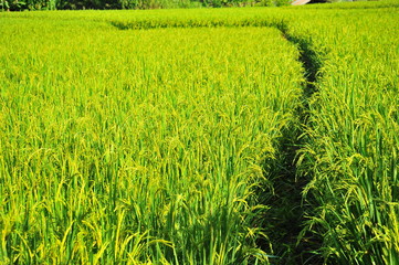 Obraz premium Rice Paddy Fields in Green Season
