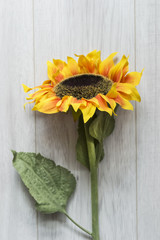 Single sunflower closeup